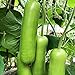 Foto 30 teile/tasche Zucchini Samen Nicht-GVO Nahrung grünen Home Wachstum Gemüsesamen Bauernhof Zucchini-Samen Rezension