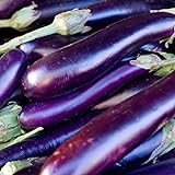 David's Garden Seeds Eggplant Long Purple 1131 (Purple) 50 Non-GMO, Heirloom Seeds Photo, new 2024, best price $4.45 review