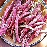 David's Garden Seeds Bean Dry Pinto 1382 (Brown) 100 Non-GMO, Heirloom Seeds Photo, new 2024, best price $3.45 review