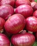 Onion RED Creole Great Heirloom Vegetable Seeds by Seed Kingdom (5,000 Seeds) Photo, new 2024, best price $12.89 review