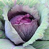 David's Garden Seeds Cabbage Red Acre 5423 (Purple) 100 Non-GMO, Heirloom Seeds Photo, new 2024, best price $4.45 review
