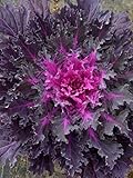 flowering kale Flowering Cabbage - Coral Queen - 50 Seeds , ornamental kale Photo, new 2024, best price $1.95 ($0.04 / Count) review