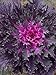 Photo flowering kale Flowering Cabbage - Coral Queen - 50 Seeds , ornamental kale review