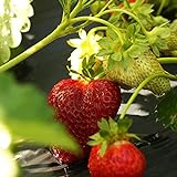 10 Chandler Strawberry Plants - Best southern strawberries, Organic, Junebearing Photo, new 2024, best price $19.95 ($2.00 / Count) review