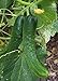 Photo Japanese Climbing Cucumber Seeds - Tender, Crisp, and Delicious!! High yields!!!(25 - Seeds) review