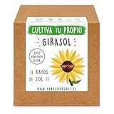 Garden Pocket - Kit Cultivo Girasol Foto, nuevo 2024, mejor precio 8,90 € revisión