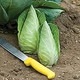 David's Garden Seeds Cabbage Caraflex 9744 (Green) 25 Non-GMO, Hybrid Seeds Photo, new 2024, best price $3.95 review