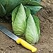 Photo David's Garden Seeds Cabbage Caraflex 9744 (Green) 25 Non-GMO, Hybrid Seeds review