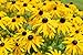Photo Sweet Yards Seed Co. Black Eyed Susan Seeds – Extra Large Packet – Over 100,000 Open Pollinated Non-GMO Wildflower Seeds – Rudbeckia hirta review
