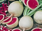 Radieschen - Radies - Winterradieschen - Wassermelone (100 Samen) Foto, neu 2024, bester Preis 2,15 € (0,02 € / stück) Rezension