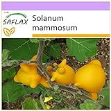 SAFLAX - Ubre de vaca - 10 semillas - Solanum mammosum Foto, nuevo 2024, mejor precio 3,95 € revisión