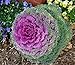 Photo NIKA SEEDS - Vegetable Flowering Kale Mix (Ornamental Cabbage) Fringed - 50-100 Seeds review