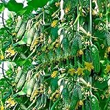 CEMEHA SEEDS Cucumber Titus F1 Vine Open-pollinated Non-GMO Vegetable Heirloom for Planting Photo, new 2024, best price $6.95 review