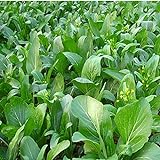 1000Pcs Choy Sum Yu Choy Chinese Flowering Cabbage Seeds Photo, new 2024, best price $7.99 review