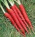 Photo Atomic Red Carrots, 250 Heirloom Seeds Per Packet, Non GMO Seeds, (Isla's Garden Seeds), Botanical Name: Daucus Carrota, 80% Germination Rates review
