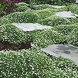 Outsidepride Irish Moss Ground Cover Plant Seed - 10000 Seeds Photo, new 2024, best price $9.99 ($0.00 / Count) review