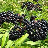American Elderberry Seeds - 50 Seeds to Plant - Sambucus - Non-GMO Seeds, Grown and Shipped from Iowa. Made in USA Photo, new 2024, best price $7.68 ($0.15 / Count) review