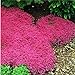 Foto 100pcs / bolsa de semillas de tomillo rastrero o semillas de berro de roca azul - flor superficie del terreno perenne, de crecimiento natural para el jardín de 2 revisión