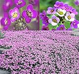 BIG PACK - (60,000+) Alyssum Royal Carpet Seeds - Fragrant Lobularia maritima - Attracts Honey Bees, Butterfly - Ground Cover for Zones 3+ Flower Seeds By MySeeds.Co (Big Pack - Alyssum Royal Carpet) Photo, new 2024, best price $13.95 ($0.00 / Count) review