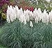 Photo Outsidepride White Ornamental Pampas Grass Plant Seeds - 1000 Seeds review