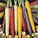 Foto Oce180anYLVUK Karottensamen, 500 Stück Beutel GVO-freie Karottensamen, Gefüllt Mit Kohlenhydraten Bunte, Knusprige, Fantastische Erbstücksamen Für Den Garten Karottensamen Rezension