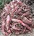 Photo Red Mangel Mammoth Beet Seeds for Fodder or Survival Giant Up to 15 LB! 311C (1500 Seeds, or 1 oz) review