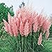Photo 300 Ornamental PINK PAMPAS GRASS SEEDS FLOWERING PERENNIAL HUGE BLOOMS review