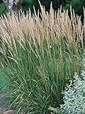 Perennial Farm Marketplace Calamagrostis a. 'Karl Foerster' (Feather Reed) Ornamental Grasses, Size-#1 Container, Yellow Spikes Photo, new 2024, best price $13.45 review