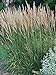 Photo Perennial Farm Marketplace Calamagrostis a. 'Karl Foerster' (Feather Reed) Ornamental Grasses, Size-#1 Container, Yellow Spikes review