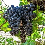 50+ Fresh Delicious Black Grape Round Variety Seeds Photo, new 2024, best price $7.99 ($0.16 / Count) review