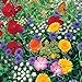 Photo Roll Out Flower Seeded Mats That Attract Butterflies - Set of 2, Butterfly review