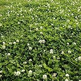 Outsidepride White Dutch Clover Seed: Nitro-Coated, Inoculated - 5 LBS Photo, new 2024, best price $34.99 review
