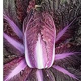 David's Garden Seeds Cabbage Merlot 9797 (Red) 50 Non-GMO, Hybrid Seeds Photo, new 2024, best price $4.45 review