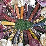 David's Garden Seeds Corn Ornamental Red Husk Spectrum 7567 (Multi) 100 Non-GMO, Open Pollinated Seeds Photo, new 2024, best price $4.45 review