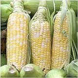 Seed Needs, Peaches & Cream Sweet Corn (Zea mays) Bulk Package of 230 Seeds Non-GMO Photo, new 2024, best price $8.99 ($0.04 / Count) review