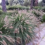 Outsidepride Chinese Fountain Ornamental Grass Seed - 100 Seeds Photo, new 2024, best price $6.49 ($0.06 / Count) review