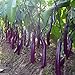 Photo Long Purple Eggplant Seed for Planting | 150+ Seeds | Non-GMO Exotic Heirloom Vegetables | Great Gardening Gift review