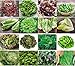 Foto Salate Saat 16 x 100 Saatgut Salat Mix 100% Natursamen handverlesen aus Portugal, seltene und alte Sorten, Samen mit hoher Keimrate, Salatsamen für Garten, Balkon, Terrasse, Gewächshaus Rezension