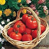 Burpee 'Early Girl' Hybrid | Red Slicing Tomato | Rich Flavor & Aroma | 125 Seeds Photo, new 2024, best price $10.46 review