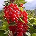 Foto Müllers Grüner Garten Shop Rosetta, großfrüchtige rote Johannisbeere, aromatischer Geschmack, Busch im 3 Liter Topf Rezension