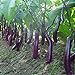 Foto 100 piezas semillas de berenjena larga blancos asiáticos semillas de frutas y verduras planta alta tasa de germinación para el hogar y jardín planta fácil de cultivar revisión