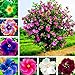 Foto Semillas para plantar, 300pcs/Bag Semillas de Hibiscus Magnífica Forma Gigante Mezcla Color Rústico Semillas de Flores para Balcón - Hibiscus Seeds# revisión