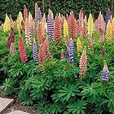 Outsidepride Lupine Russells Plant Flower Seed - 500 Seeds Photo, new 2024, best price $6.49 ($0.01 / Count) review