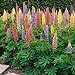 Photo Outsidepride Lupine Russells Plant Flower Seed - 500 Seeds review