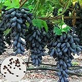 Samen für Pflanzen, 100 Stück schwarze Finger Traubenkerne leckere Obstpflanze Garten Bonsai Dach Dekor – Traubensamen Foto, neu 2024, bester Preis 5,24 € Rezension