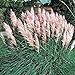 Photo Outsidepride Pink Pampas Ornamental Grass Plant Seeds - 1000 Seeds review