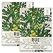 Photo Seed Needs, Rue Herb (Ruta graveolens) Twin Pack of 200 Seeds Each Non-GMO review