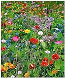 Lot de 100 graines de Fleurs sauvages en mélange - annuelles et vivaces Photo, nouveau 2024, meilleur prix 4,39 € (0,04 € / unité) examen