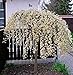 Foto Salix caprea Pendula Kilmarnock hängende Kätzchenweide Weide Stamm Stämmchen viele Größen (Stammhöhe 60 cm) Rezension