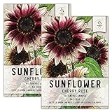 Seed Needs, Cherry Rose Sunflower (Helianthus annuus) Twin Pack of 50 Seeds Each Photo, new 2024, best price $8.85 ($0.09 / Count) review
